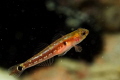   Two spotted gobies Gobiusculus flavescens are members its family this area prefer free swim rather stay bottom. Shot using Canon EOS 350D 100mm macro Ikelite housing twin Nikonos SB105 strobes. bottom SB-105 SB 105 strobes  